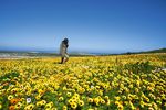 Top 20 Südafrika Wildblumen
