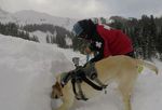 dog-avalanche-telluride-5.jpg