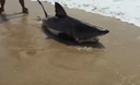 Rescuing-a-baby-Great-White-Shark