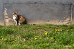 Katze freedombmx Springbreak