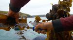 Kelp