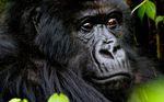 Gorillas in Ruanda | Foto: Steve Lorimer/OverAfrica
