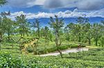 Die Kletterpartien rund um Sri Lankas Teeplantagen sind anspruchsvoll, entlohnen aber mit einer fantastischen Szenerie. Foto: SpiceRoads