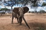 elefant - Krüger Nationalpark - Südafrika