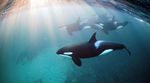 freediving-orcas-underwater