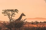 Südafrika Big Five Safari