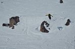 Open_Faces_Stubai