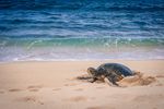 sea turtles - iSlimago - Südafrika