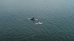 Orca-Wildlife-SUP-Washington
