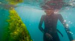Kelp