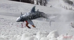 wpid-avalanche-sharks-620x339.png