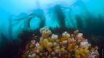 Deep kelp forest