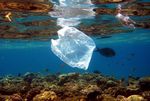 Foto: Mediterranean Association To Save The Sea Turtles