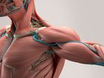 Anatomische Ansicht des menschlichen Oberkörpers