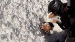 sled_lawine