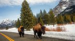 yellowstone-nationalpark-bison