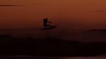Craig Anderson