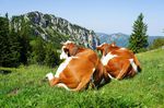 Die besten Campingplätze der Alpen