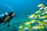 Diver swimming towards a school of yellow Snappers